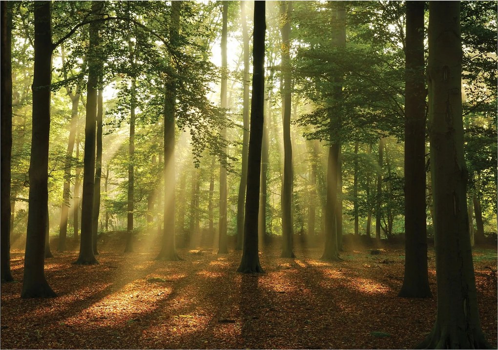 Fotótapéta Flizelina Erdei napsugarak az arany őszben 368x254 +ragasztó