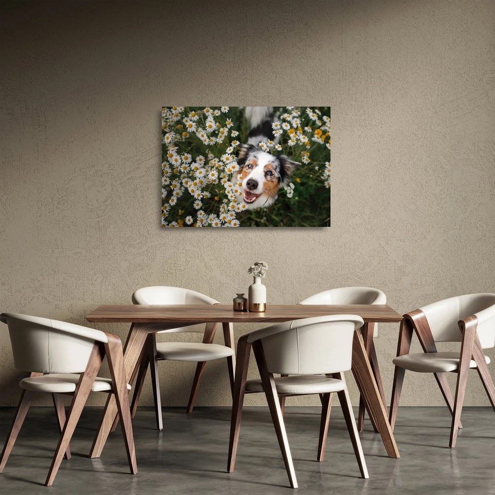 Üveg kép - Ausztrál juhászkutya (70x50 cm)