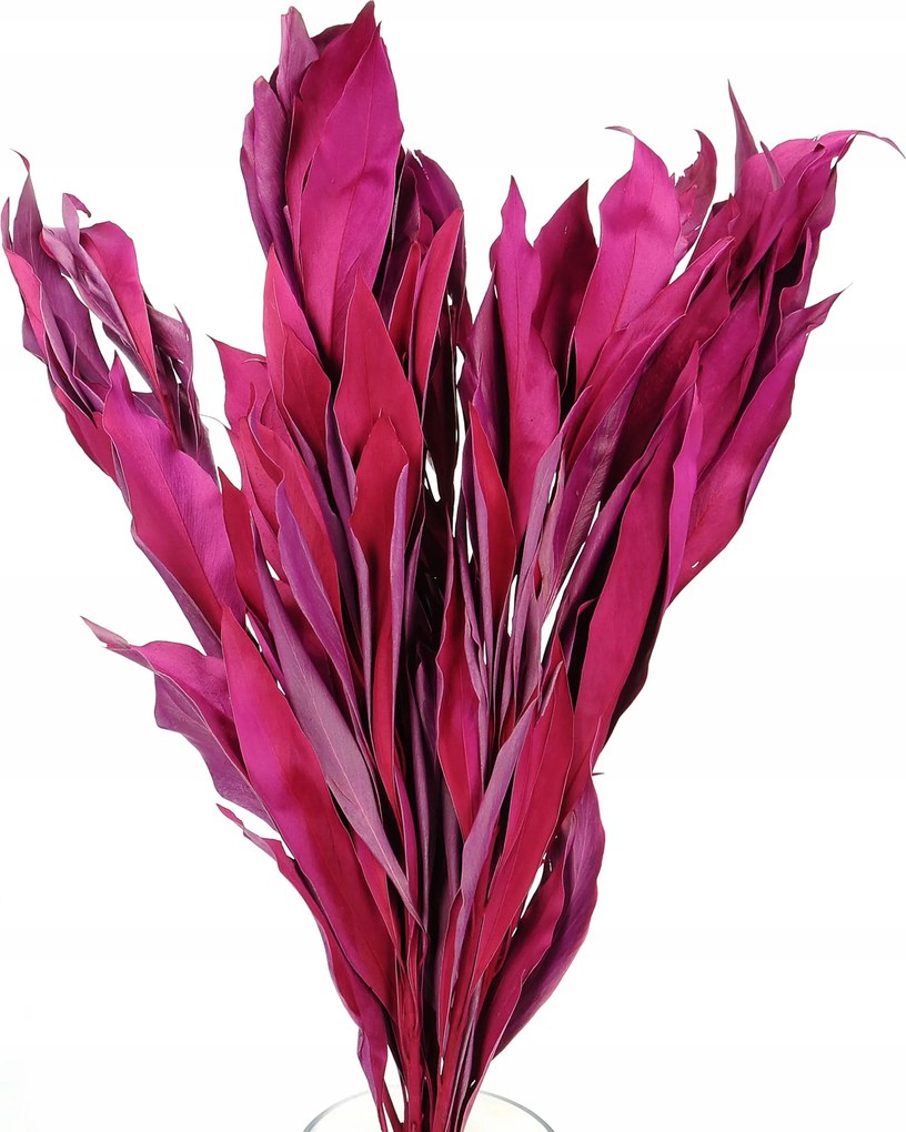 Szárított dekoratív levelek fukszia színben 5 db-os szett vázához és kompozícióhoz