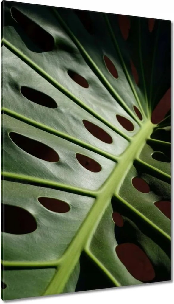 Vászonkép 80x120 Mosnter levelei lyukas