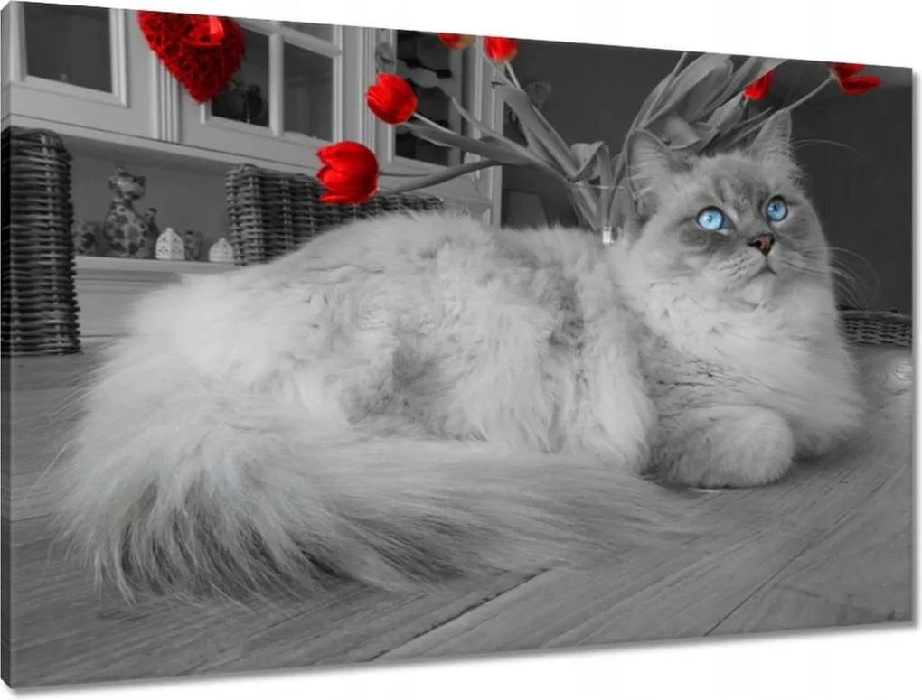 Vászonkép 90x60 Ragdoll macska