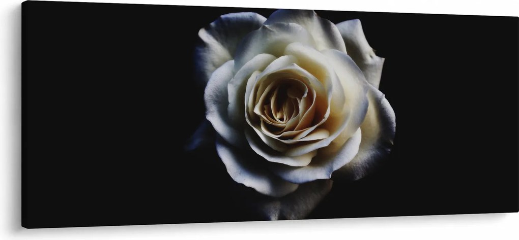 Fehér rózsa képe (120x50 cm)