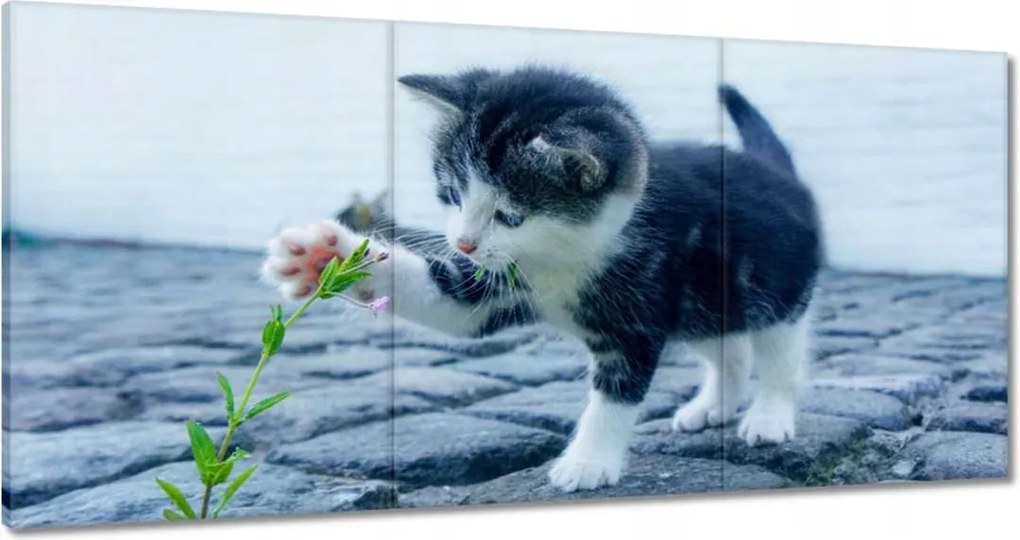 Vászonkép 180x90 Kíváncsi cica