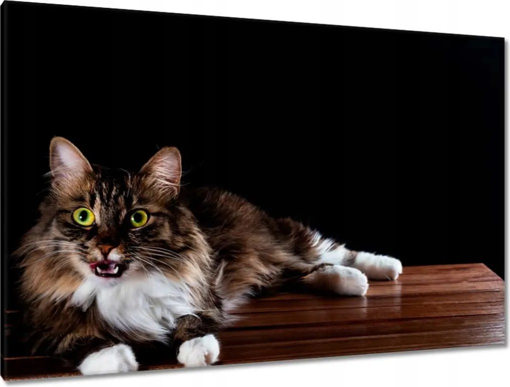 Képek 120x80 Gyönyörű hosszú szőrű macska