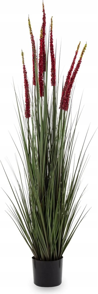 Dekoratív növény cserépben művirág nagy