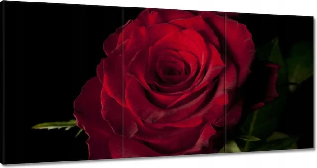 Vászonkép 120x60 Vörös rózsa