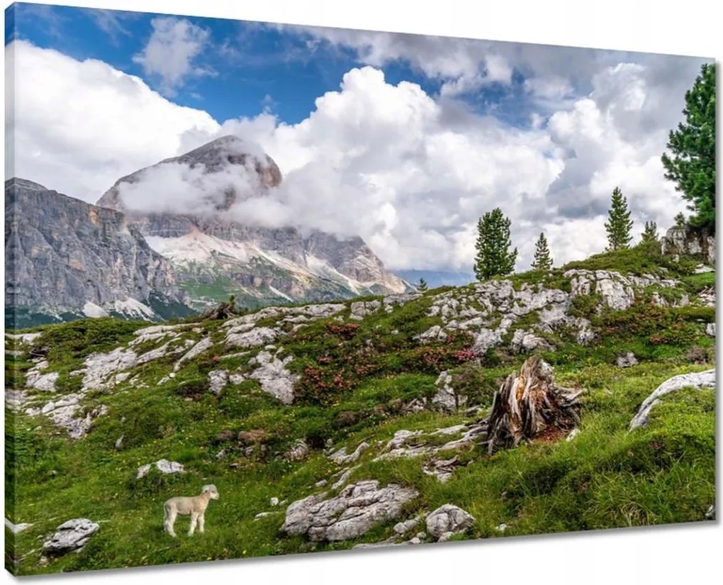 Vászonkép 70x50 Bárány a hegyekben Kilátás