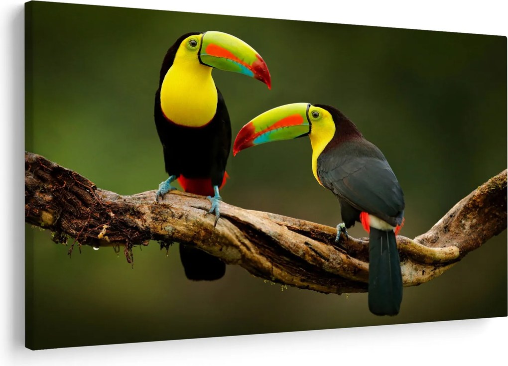 Ülő tukánok képe, Costa Rica (90x60 cm)
