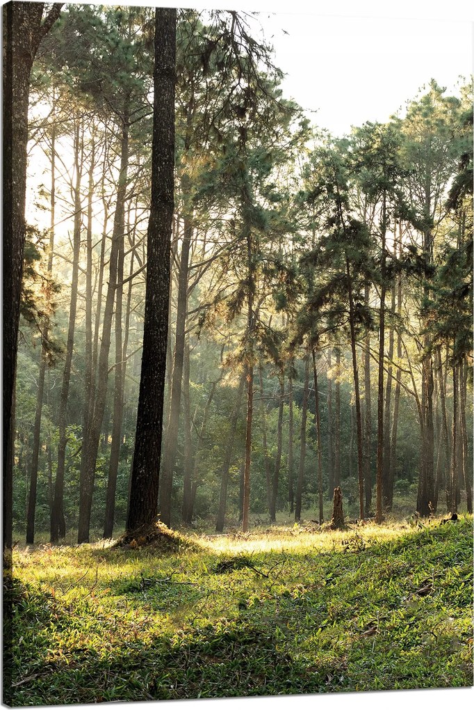 Vászonkép Erdő Fák Nap Természet 80x120 cm