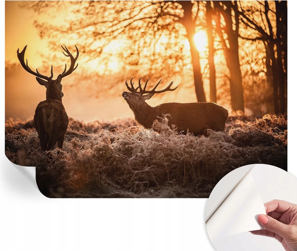 Divatos öntapadós fali tapéta Szarvas furnér reggel 208x146 cm