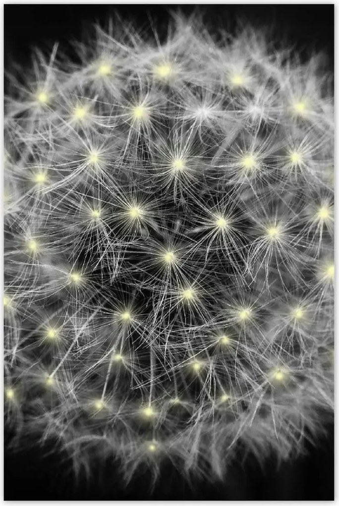 Poszterek 80x120 Pitypang Virág Virágok