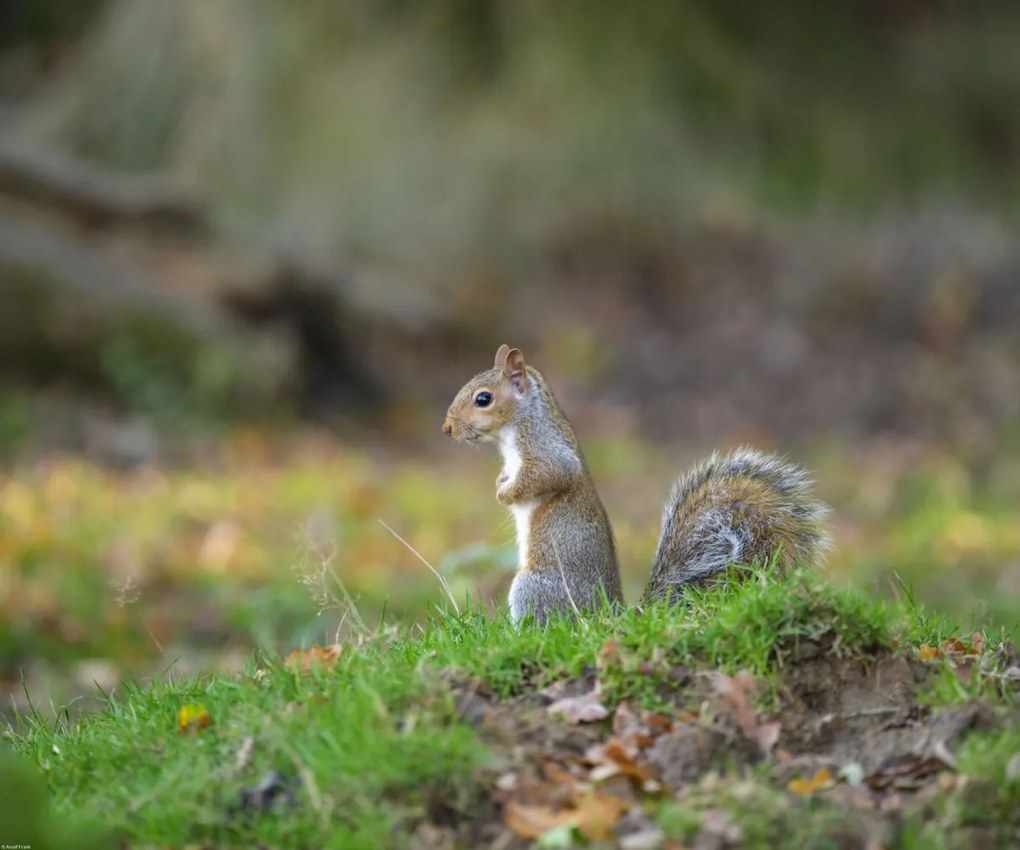Poszter 60x50cm Mókus a fűben, Assaf Frank