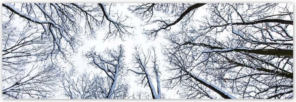 Poszterek 200x66 Fa Kilátás