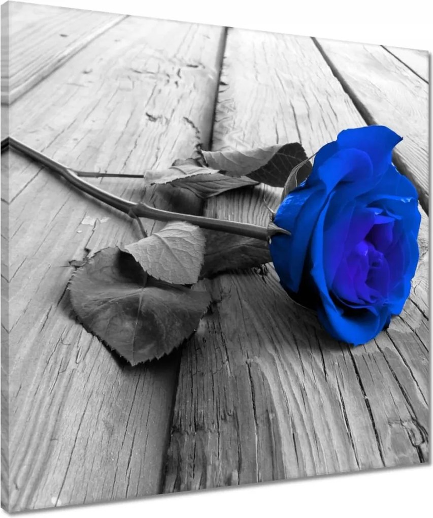 Vászonkép 50x50 Tintarózsa