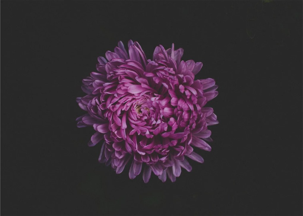 Lila virág képe (üvegen) (70x50 cm)
