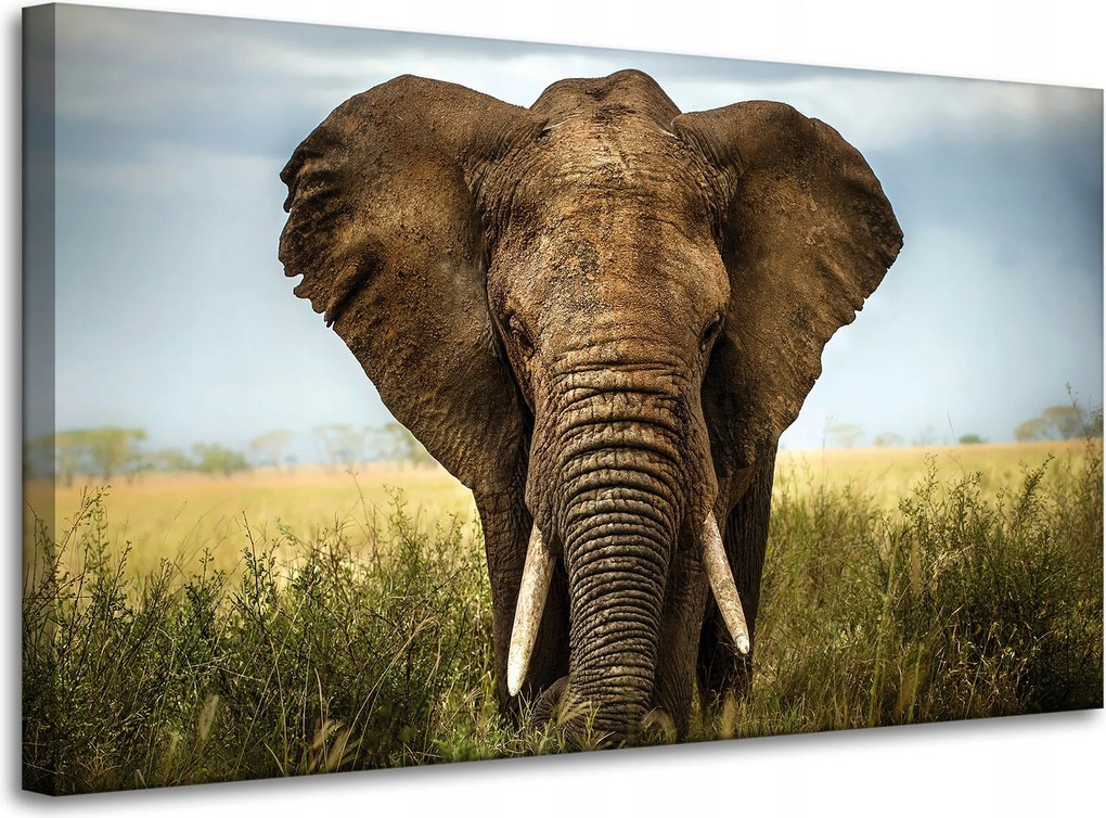 Vászonkép Elefánt a magas fűben Afrika 100x60 cm Ideális ajándék