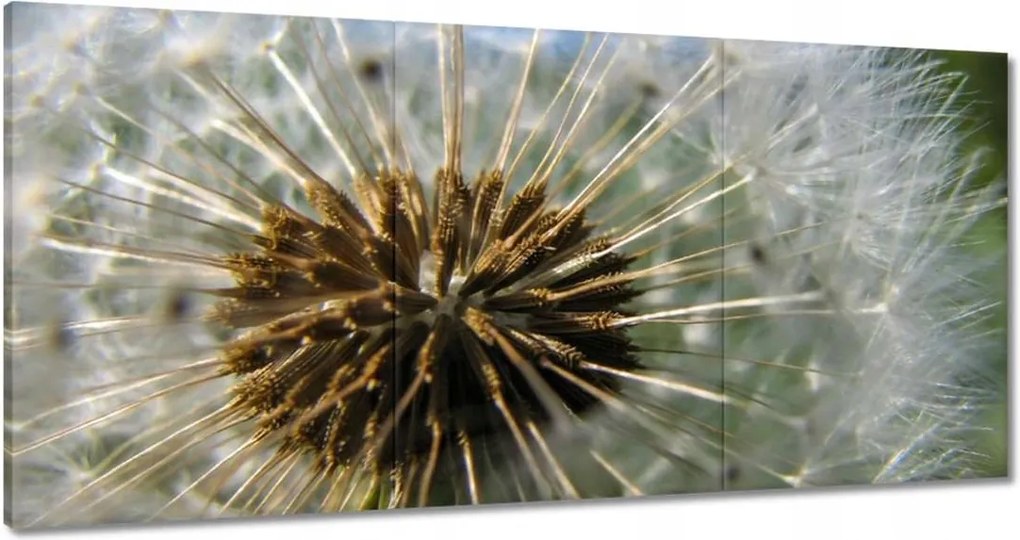 Vászonkép 180x90 Pitypang Virág Virágok