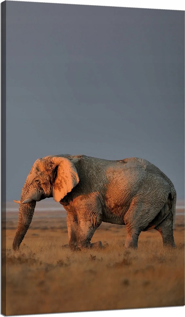 Vászonkép Elefánt szavanna Afrika Ég Fű 70x120 cm