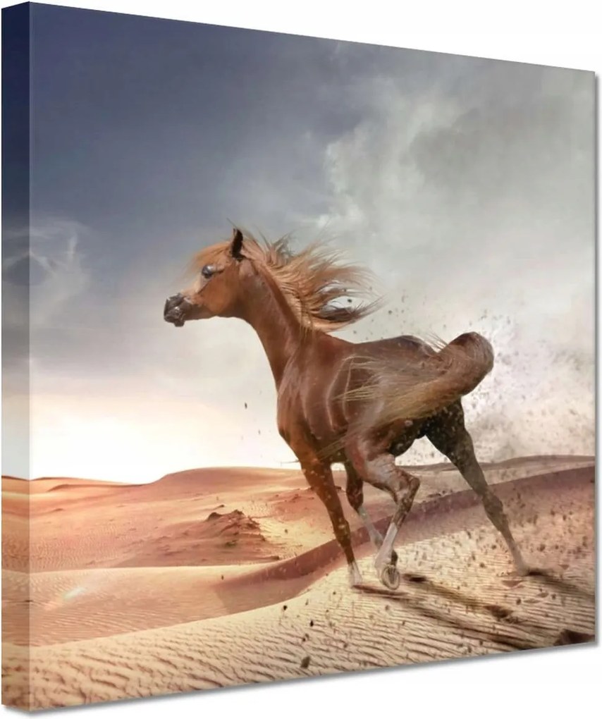 Vászonkép 20x20 Galoppozó ló