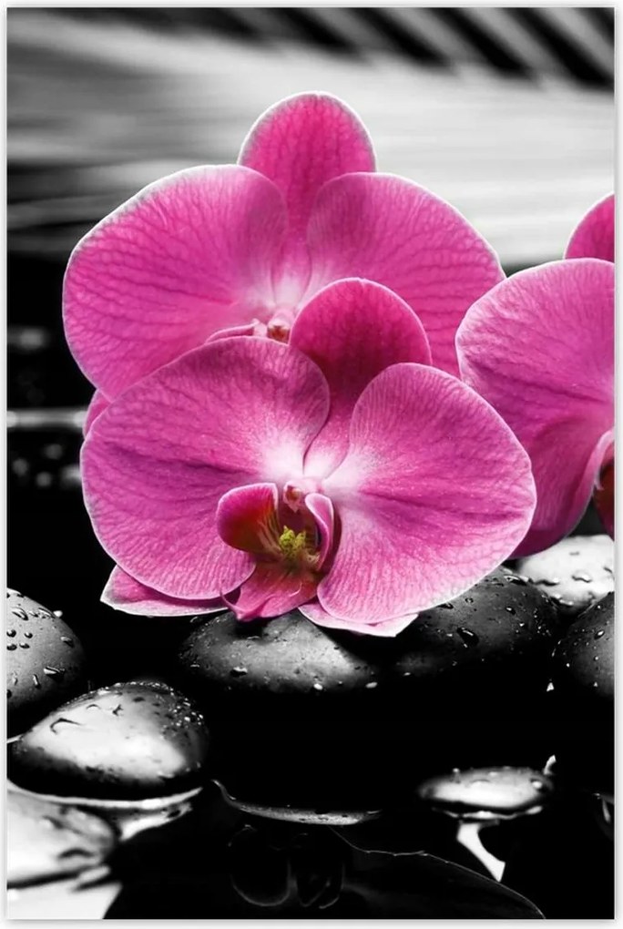 Poszterek 80x120 Lila leander