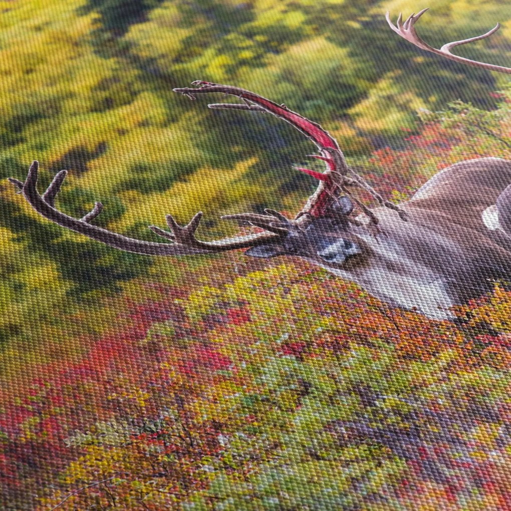 Kép - Caribou, Alaszka (90x60 cm)