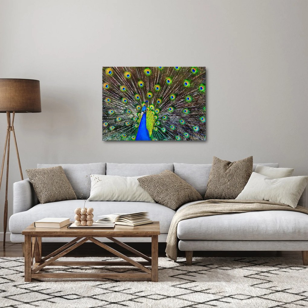 Kép - Páva (70x50 cm)