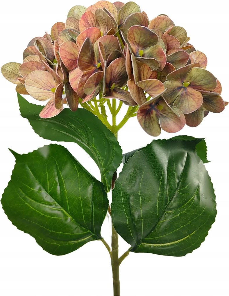 Hortenzia szimpla gumírozott zöld-barna (sp)
