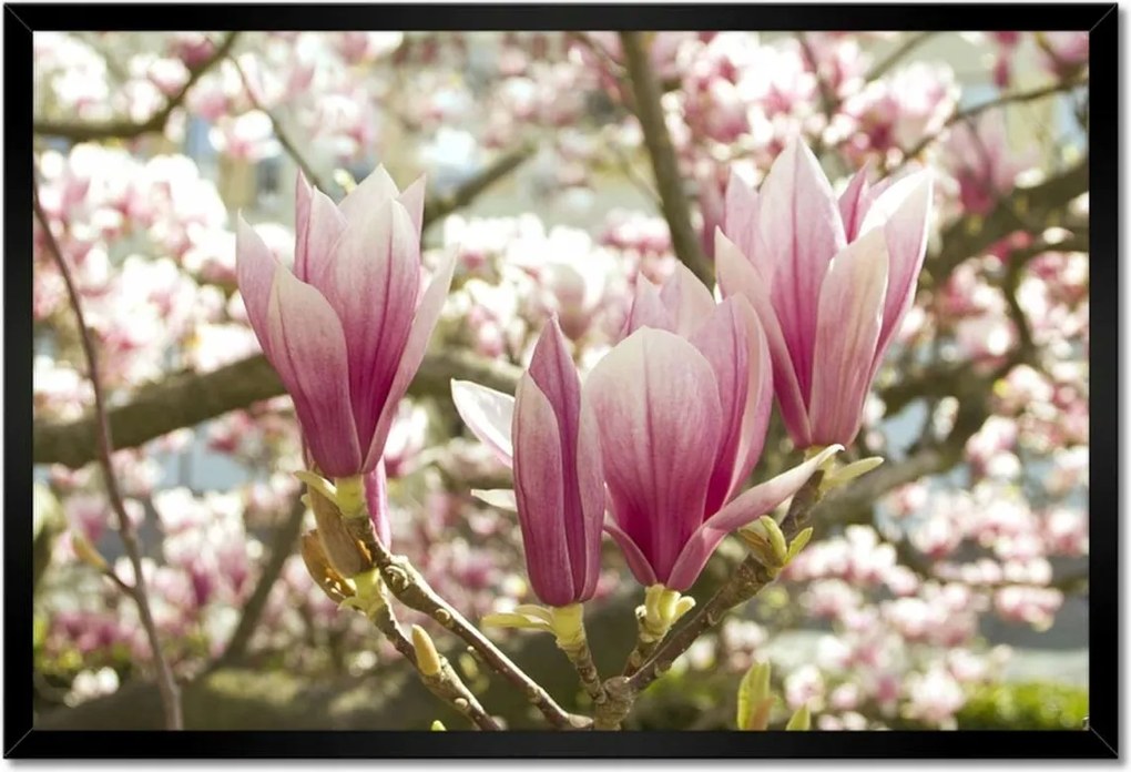 Poszterek keretben 60x40 Magnólia