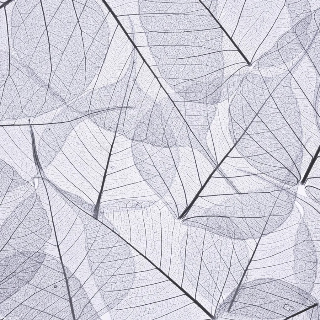 Poszter 30x30cm Csontváz levelek 2, Assaf Frank