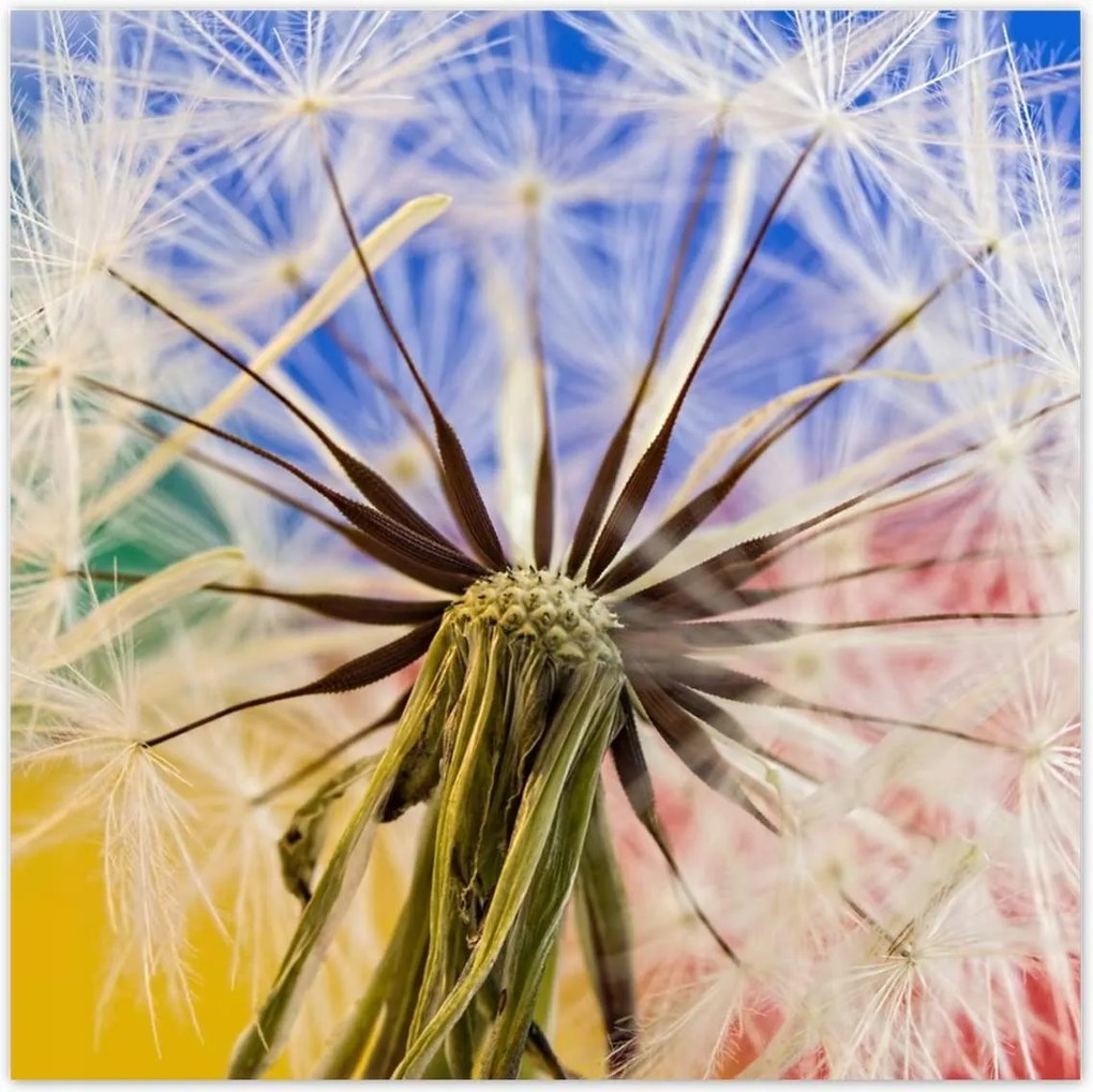 Poszterek 140x140 Pitypang színes