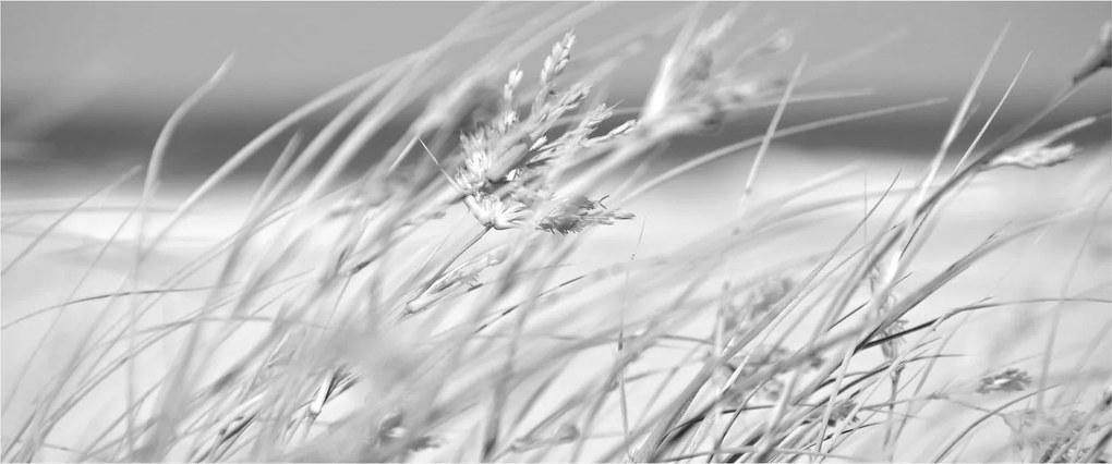Kép - Strandfű (120x50 cm)