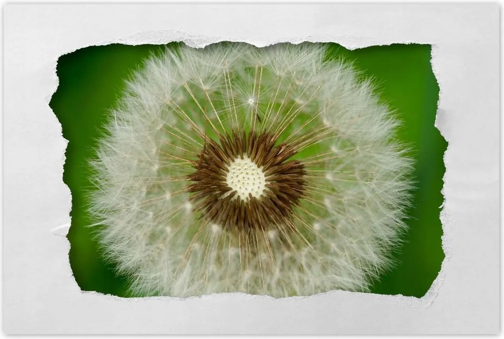 Poszterek 60x40 Pitypang Virág Virágok