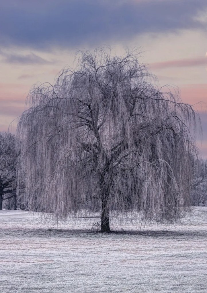 Poszter 29,7x42cm Fagy borítja, Assaf Frank
