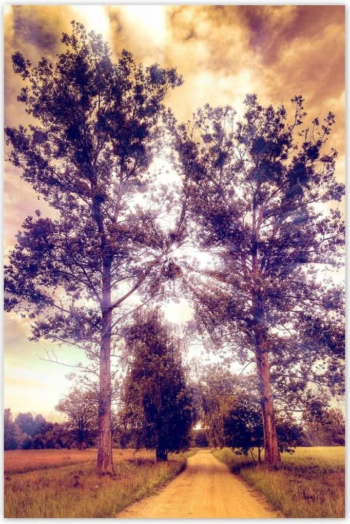 Poszterek 80x120 Fák az út mellett