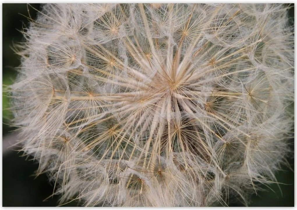 Poszterek 100x70 Pitypang Virág Virágok