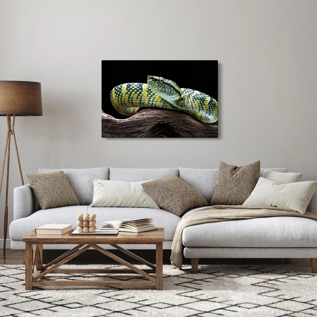 Kép - Wagler csörgőkígyó (90x60 cm)