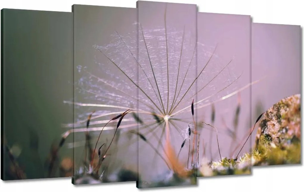 Vászonkép 100x60 Pitypang pitypang