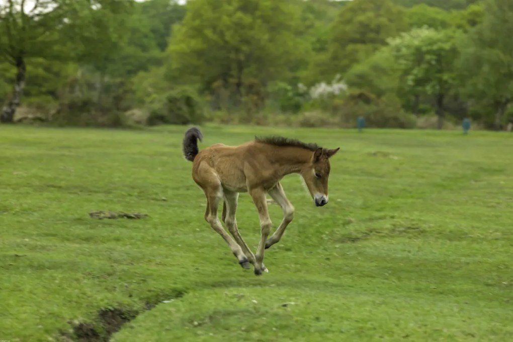 Poszter 91,5x61cm Csikó fut a mezőn, Assaf Frank