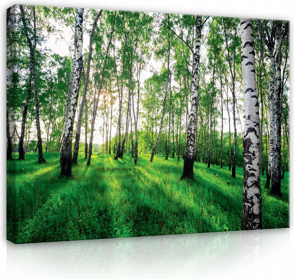 Vászonkép Nyírerdő Természet Hálószoba Nappali 120x80