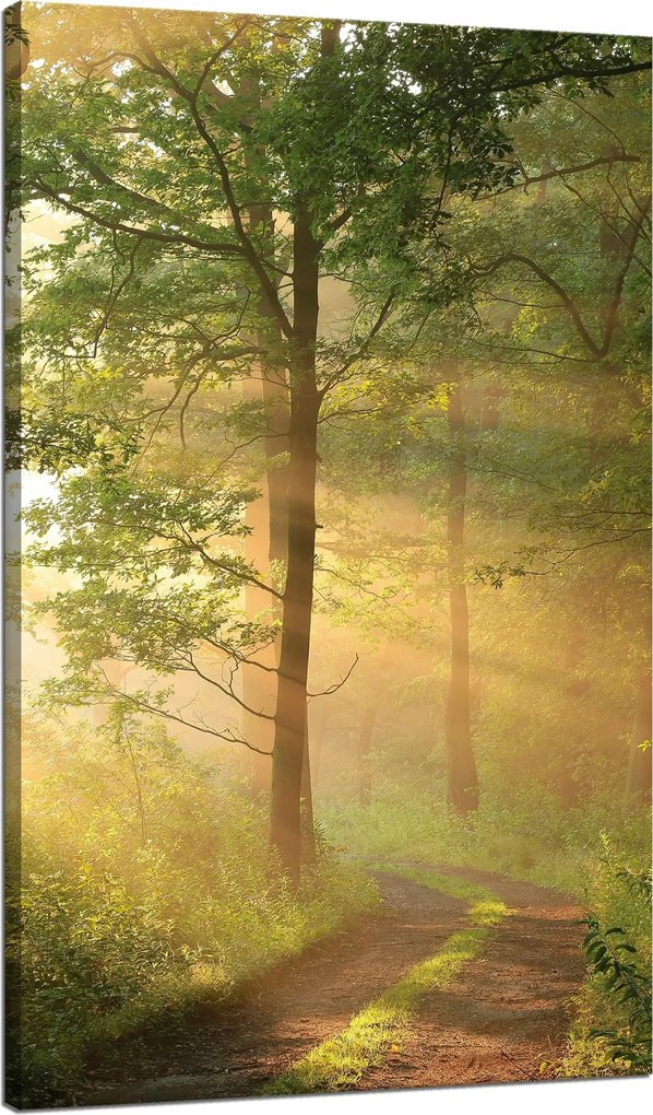 Vászonkép Napfény Erdő Ösvény Természet 70x120 cm