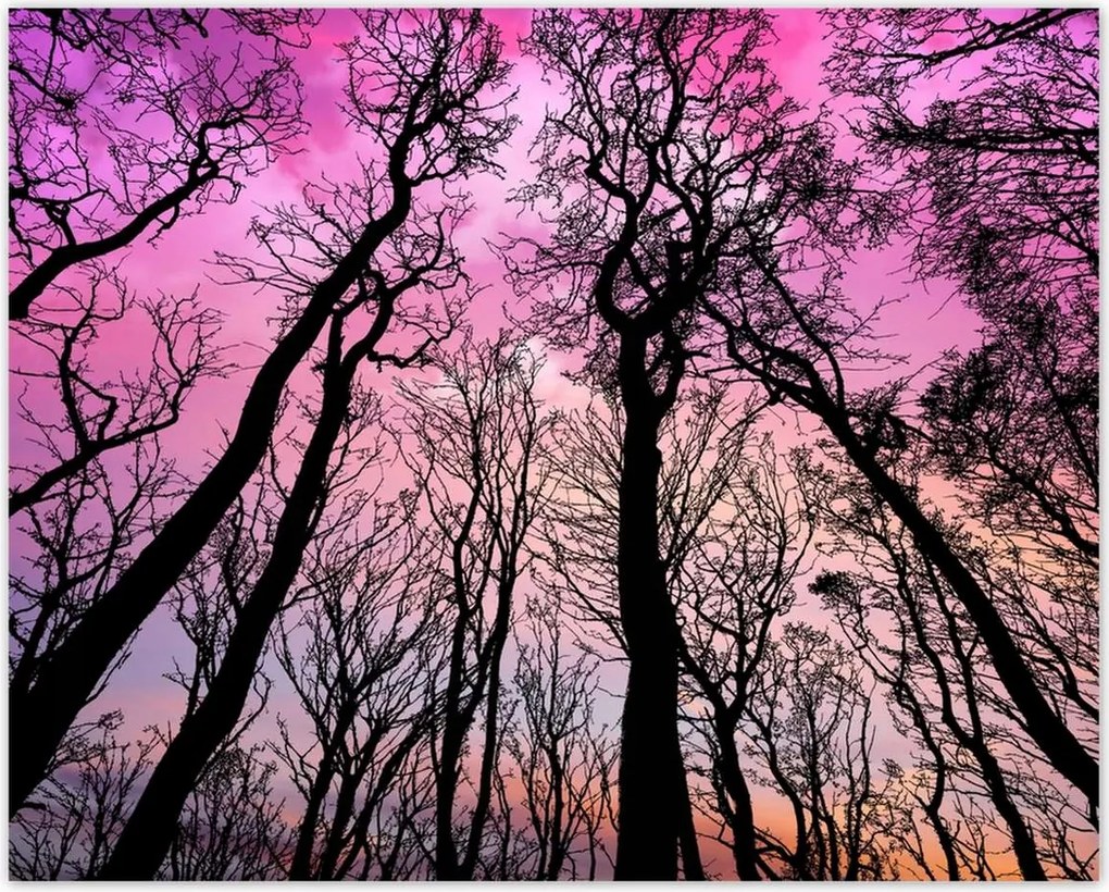 Poszterek 50x40 Erdő Fák Kilátás alulról