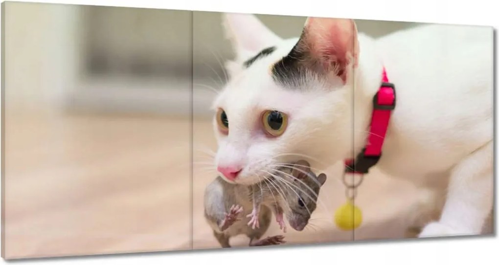 Vászonkép 180x90 Cica