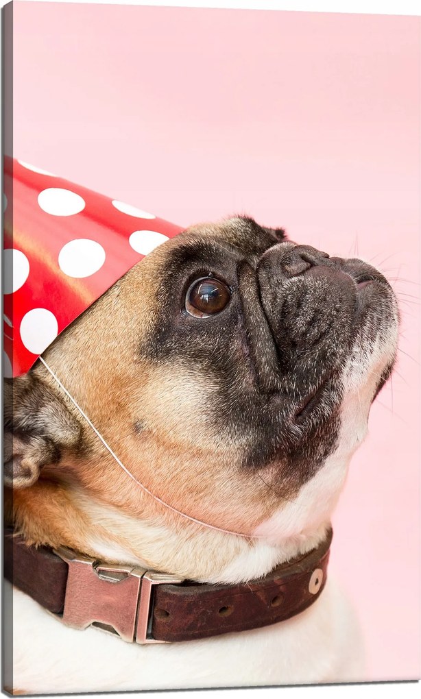Ifjúsági Vászonkép Mopsz Születésnap Állatok Természet Kutya 60x100