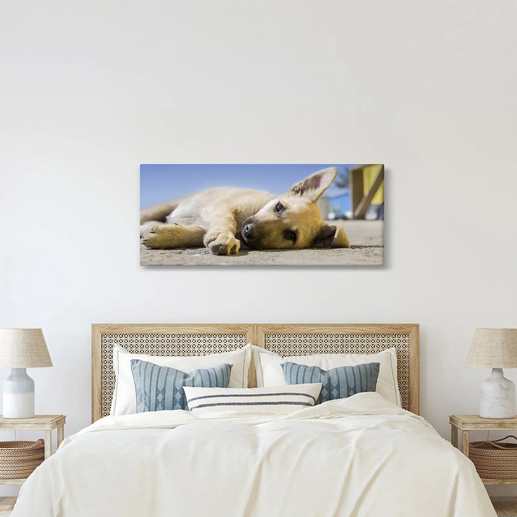 Fekvő kiskutya képe (120x50 cm)