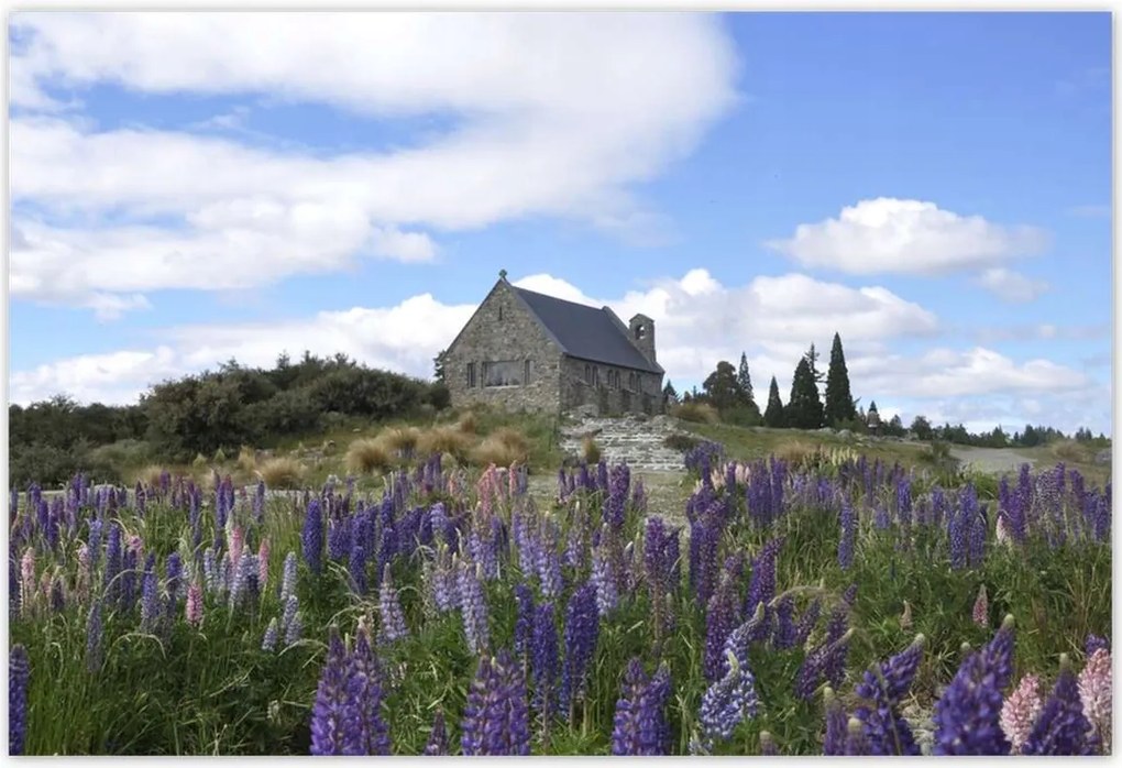 Poszterek 200x135 Lila virágok domb