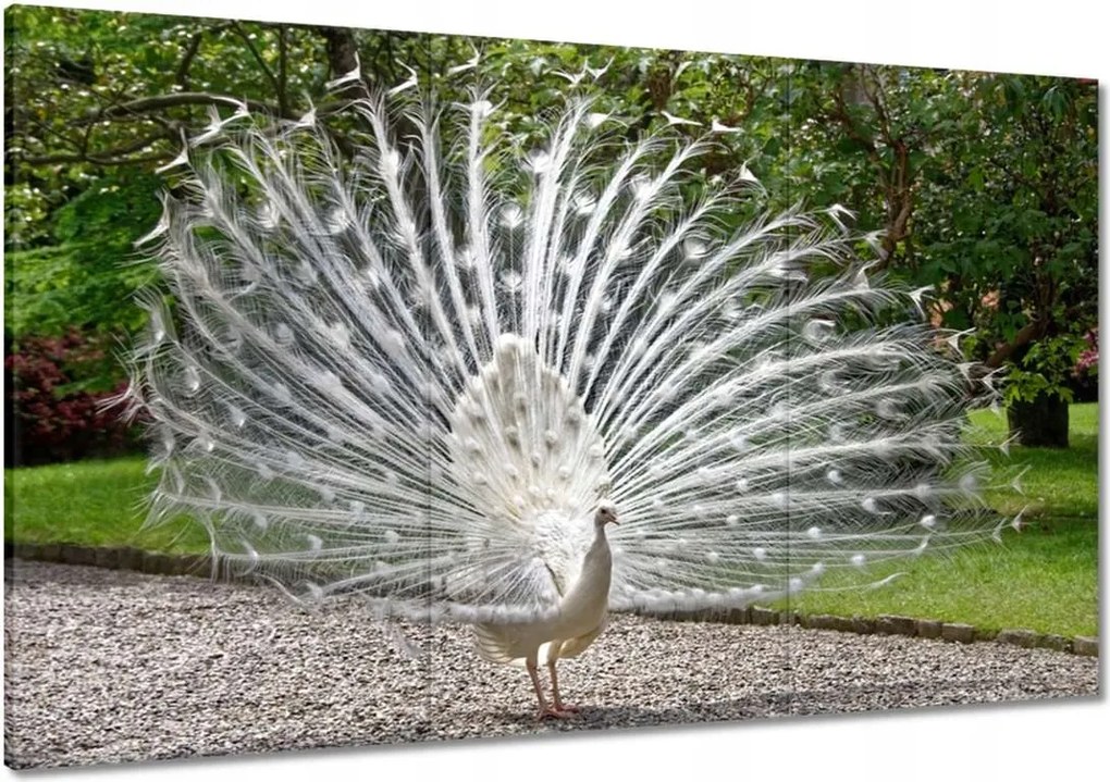 Vászonkép 120x80 Madarak