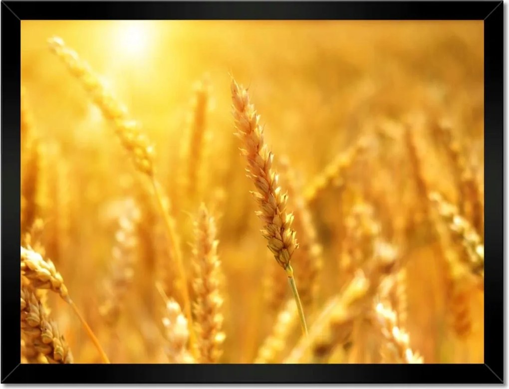 Poszterek keretben 40x30 Gabona érik a napfényben