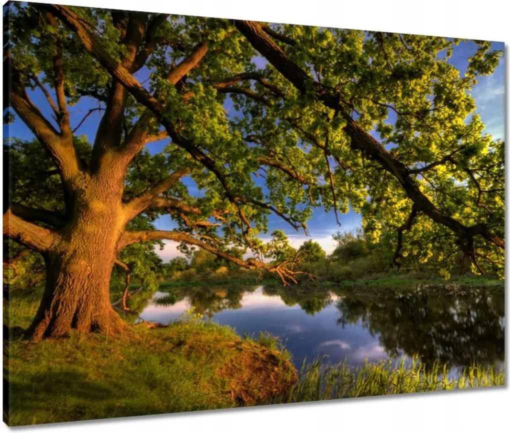 Vászonkép 80x60 Tölgy a croissant-ban