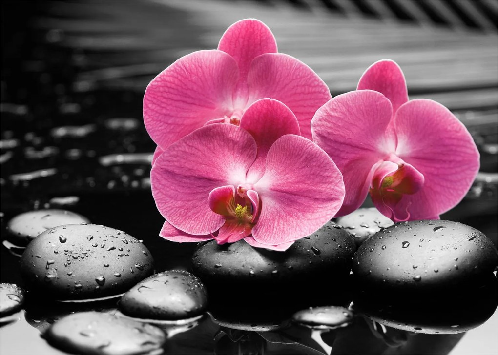 Kép - Rózsaszín orchideák (70x50 cm)