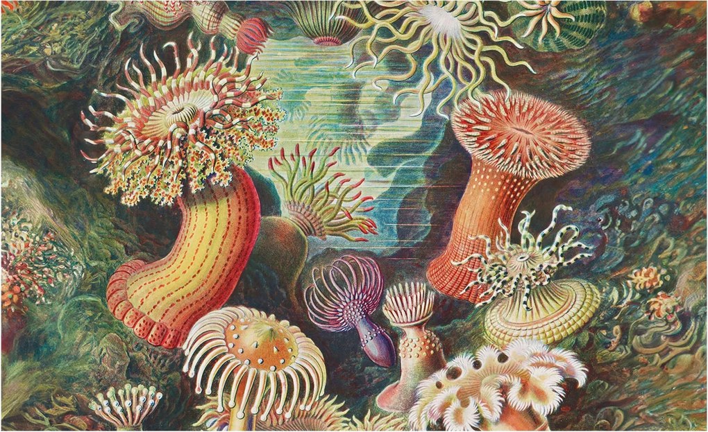 Dekoratív Fali Fotótapéta Falra Fantázia anemonák 416x254 Ragasztó